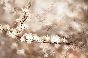 Dreamy White Blossoms