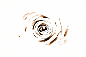 Elegant Sepia Rose by Christina Sillen