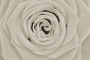 Elegant White Rose by Christina Sillen