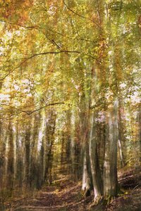 Enchanted Forest Path by Christina Sillen