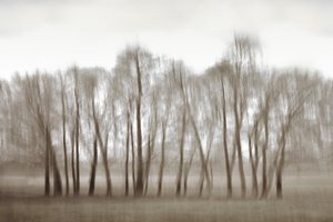 Ethereal Blurred Trees by Christina Sillen
