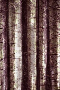 Ethereal Forest Light by Christina Sillen