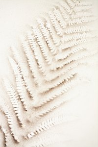 Fern Imprint in Sand by Christina Sillen