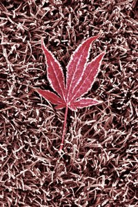 Frosted Red Maple Leaf by Christina Sillen