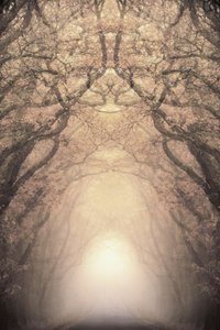 Glowing Tree Tunnel by Christina Sillen