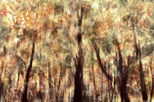 Golden Autumn Forest