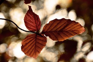 Golden Autumn Leaves by Christina Sillen