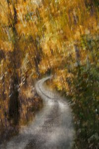 Golden Autumn Road