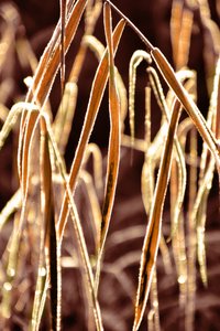 Golden Frosted Reeds by Christina Sillen