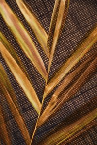 Golden Palm Leaves by Christina Sillen