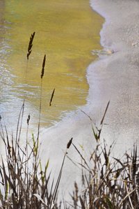 Golden Shore Reeds by Christina Sillen