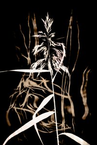Graceful Reed on Black by Christina Sillen
