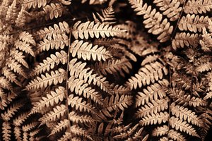 Intricate Sepia Ferns by Christina Sillen