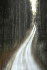 Luminous Forest Path
