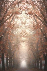 Misty Autumn Avenue by Christina Sillen
