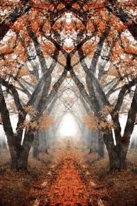 Misty Autumn Path