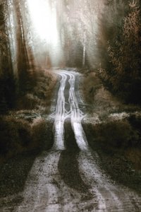 Misty Forest Road by Christina Sillen