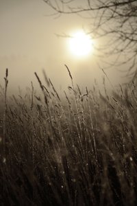 Misty Morning Sun by Christina Sillen