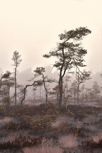 Misty Pine Landscape