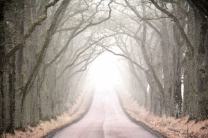 Misty Tree Tunnel Road by Christina Sillen