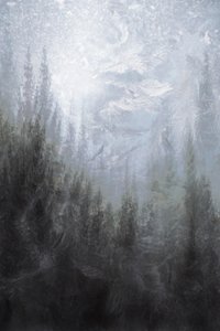 Misty Winter Forest