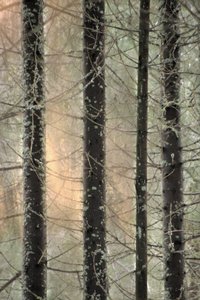 Misty Winter Forest