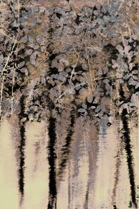 Moody Forest Reflections