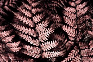 Moody Pink Ferns by Christina Sillen