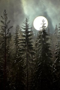 Moonlit Winter Forest