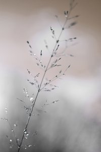 Morning Dew Drops by Christina Sillen