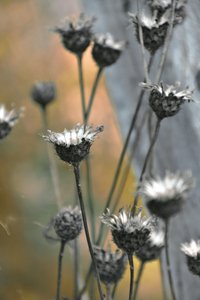 Muted Garden Thistles by Christina Sillen