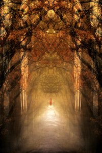 Mystical Forest Tunnel by Christina Sillen