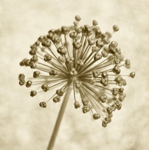 Sepia Allium Sphere