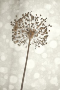 Soft Allium Bloom by Christina Sillen