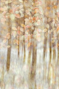 Soft Autumn Light by Christina Sillen