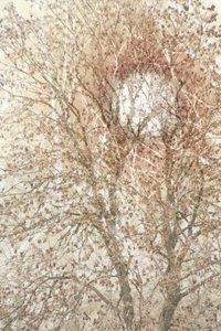 Soft Autumn Tree by Christina Sillen