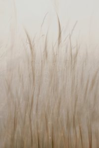 Soft Beige Grass by Christina Sillen