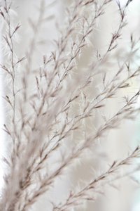 Soft Botanical Serenity