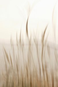 Soft Flowing Grass by Christina Sillen