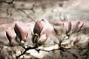Soft Magnolia Buds by Christina Sillen