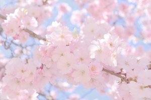 Soft Pink Cherry Blossoms by Christina Sillen