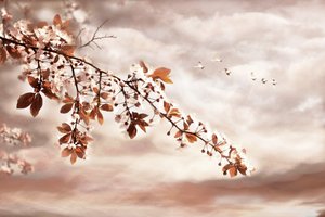 Spring Blossoms and Birds by Christina Sillen