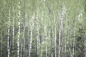 Springtime Birch Forest by Christina Sillen