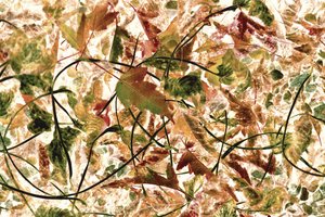 Tangled Autumn Foliage by Christina Sillen