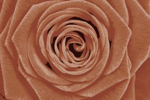 Terracotta Rose (detail) by Christina Sillen