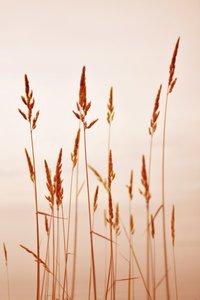 Warm Golden Reeds by Christina Sillen