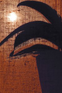 Warm Plant Silhouette by Christina Sillen