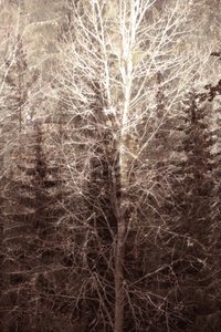 Winter Forest Light