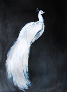 Elegant White Peacock by Christine Lindstrom
