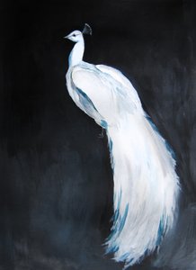 White Peacock Majesty by Christine Lindstrom